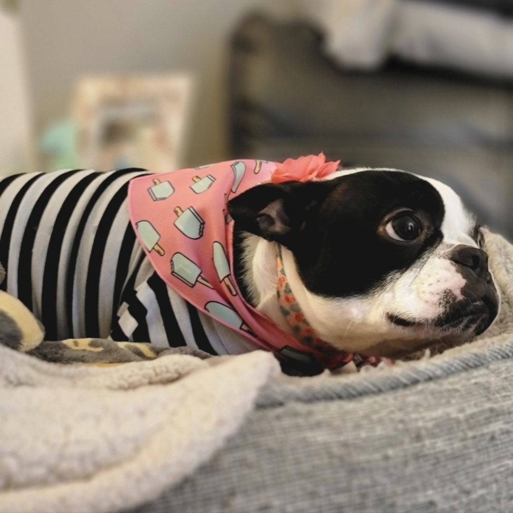 Meet your Posher, Bunny